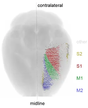 Cortical origin of corticalspinal tract