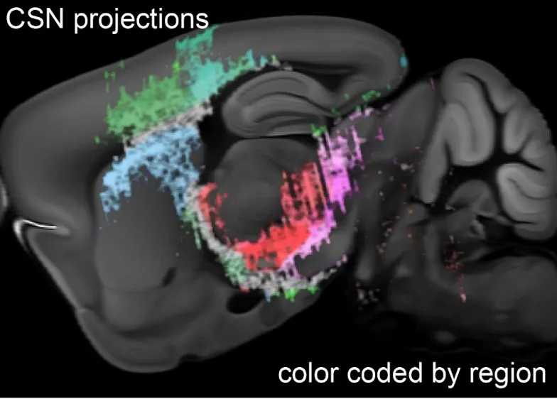 CSNs innervate striatal MSNs